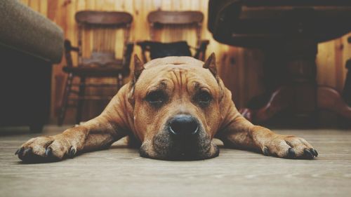 Close-up portrait of dog lying on floor