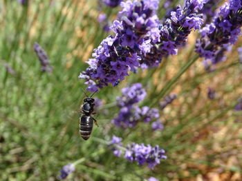 Close-up of bee on purple flower