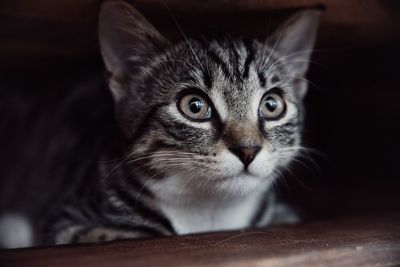 Close-up portrait of tabby cat