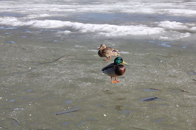 High angle view of bird in lake