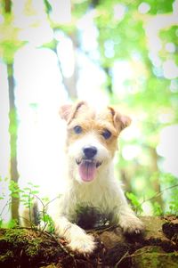 Close-up portrait of dog