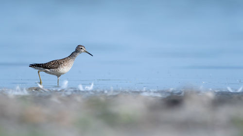 Bird on beach