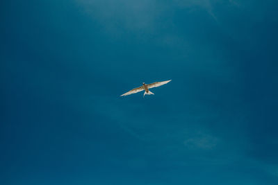 Low angle view of bird flying in sky