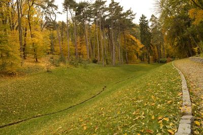 Narrow pathway along trees