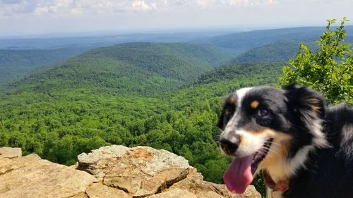 View of a dog on landscape