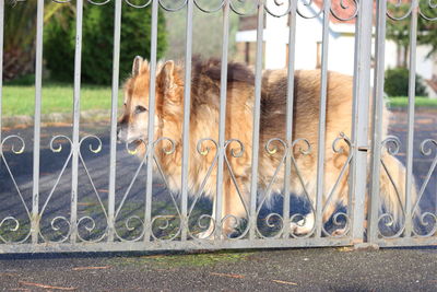 High angle view of dog on street