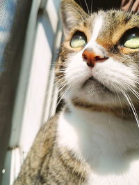 Close-up portrait of cat