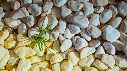 Closeup white pebbles texture with grass or weeds. background with free space for text.