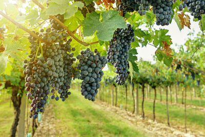 Close-up of grapes growing on field