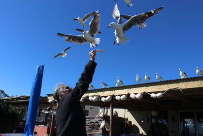 Low angle view of seagulls flying against clear blue sky