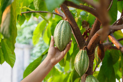 Cropped image of hand holding fruit on tree