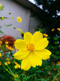 Macro shot of yellow flower blooming in garden
