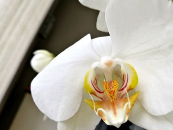 Close-up of white flower blooming outdoors