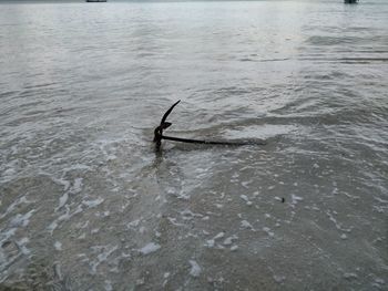 Silhouette swimming in sea