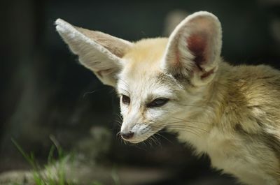 Close-up portrait of cat