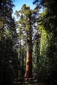 Low angle view of trees in forest