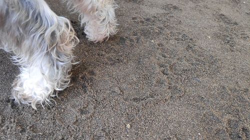 High angle view of dog relaxing on land