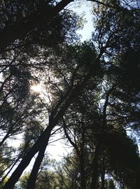 Low angle view of trees in forest against sky