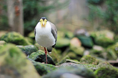 Close-up of seagull perching on rock