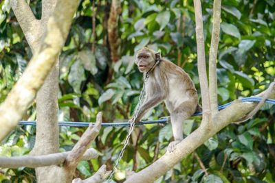 Low angle view of monkey on tree in forest