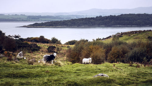 Flock of sheep grazing in a field