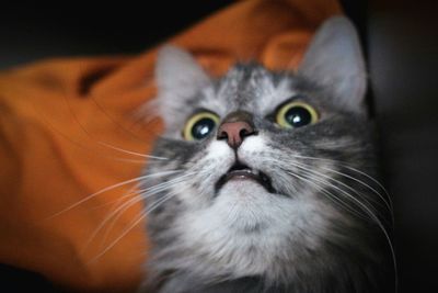 Close-up portrait of cat