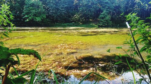 Scenic view of lake in forest