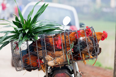 Close-up of chickens in cage on motorcycle