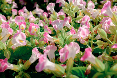 Close-up of pink flowering plants