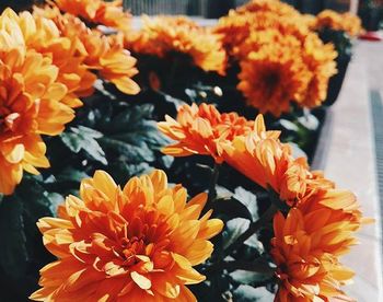 Close-up of orange flowers blooming outdoors