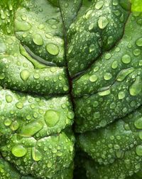 Full frame shot of wet leaf