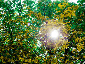 Low angle view of trees against sky