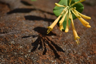 High angle view of yellow flowering plant on land