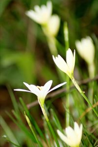 Close-up of white flowers