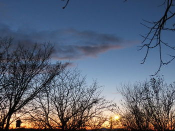 Silhouette of trees at sunset