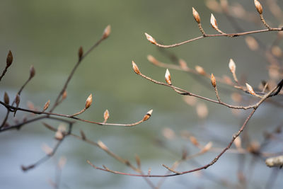 Close-up of bird perching on branch