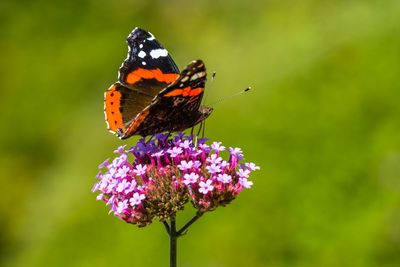 Close-up of butterfly pollinating on purple flower