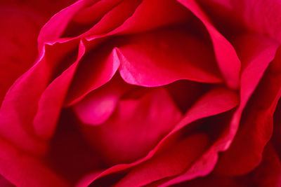 Full frame shot of red rose flower