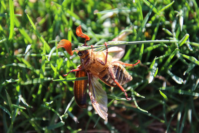 Close-up of insect on flower