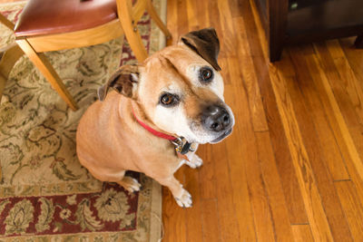 High angle portrait of dog sitting on hardwood floor