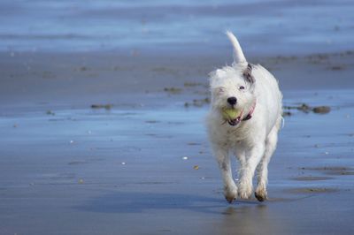White dog on the beach