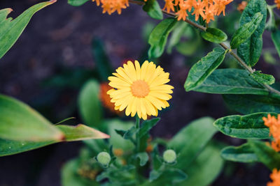 Single yellow pot marigold bloom growing in the garden