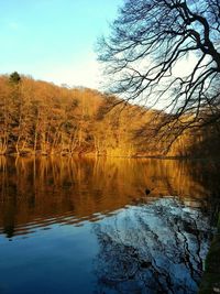 Reflection of trees in lake