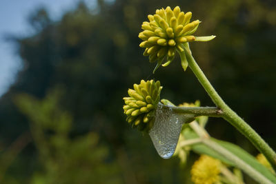 Close-up of yellow flowering plant