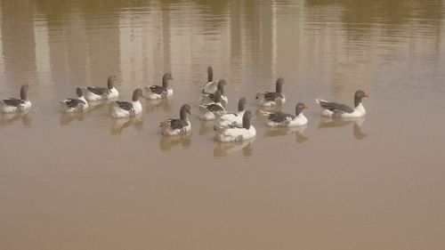 High angle view of swans swimming in lake