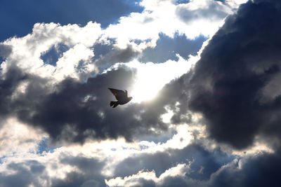 Low angle view of bird flying against sky