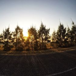 Scenic view of trees against clear sky during sunset