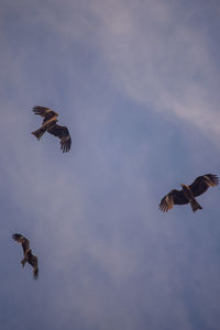 Low angle view of eagle flying in sky