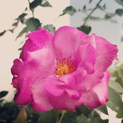 Close-up of pink rose