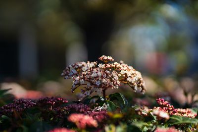 Close-up of flowering plant